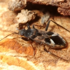 Dieuches maculicollis (Black-and-white seed bug) at National Arboretum Forests - 27 Aug 2018 by Harrisi