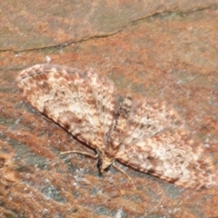 Chloroclystis (genus) (A geometer moth) at Molonglo Valley, ACT - 27 Aug 2018 by Harrisi