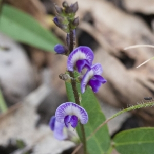 Glycine tabacina at Michelago, NSW - 27 Nov 2010