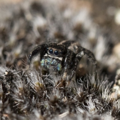 Jotus auripes (Jumping spider) at Michelago, NSW - 21 Jun 2018 by Illilanga