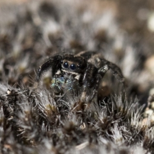 Jotus auripes at Michelago, NSW - 21 Jun 2018