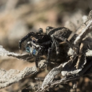 Jotus auripes at Michelago, NSW - 21 Jun 2018