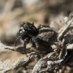 Jotus auripes at Michelago, NSW - 21 Jun 2018