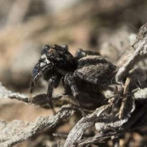 Jotus auripes at Michelago, NSW - 21 Jun 2018