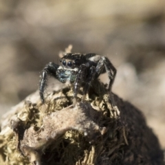 Jotus auripes at Michelago, NSW - 21 Jun 2018