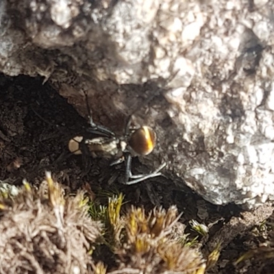 Polyrhachis ammon (Golden-spined Ant, Golden Ant) at Namadgi National Park - 30 Aug 2018 by Ranger788