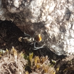 Polyrhachis ammon (Golden-spined Ant, Golden Ant) at Tennent, ACT - 30 Aug 2018 by Ranger788