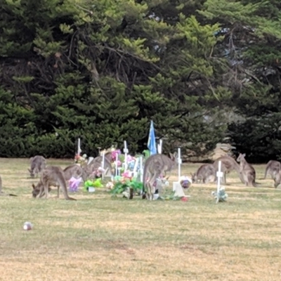 Macropus giganteus (Eastern Grey Kangaroo) at QPRC LGA - 30 Aug 2018 by JackyF