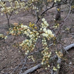 Acacia genistifolia (Early Wattle) at Jerrabomberra, NSW - 30 Aug 2018 by JackyF