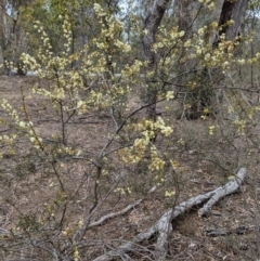 Acacia genistifolia at Jerrabomberra, NSW - 30 Aug 2018