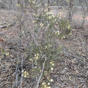 Acacia genistifolia at Jerrabomberra, NSW - 30 Aug 2018