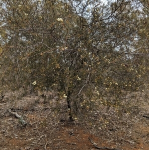 Acacia genistifolia at Jerrabomberra, NSW - 30 Aug 2018
