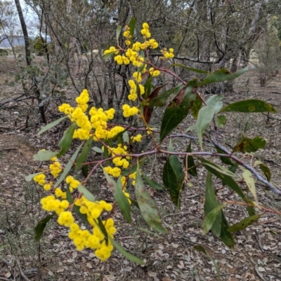 Acacia pycnantha (Golden Wattle) at Jerrabomberra, NSW - 30 Aug 2018 by JackyF