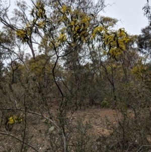 Acacia pycnantha at Jerrabomberra, NSW - 30 Aug 2018