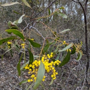 Acacia pycnantha at Jerrabomberra, NSW - 30 Aug 2018