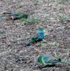 Psephotus haematonotus at Kingston, ACT - 30 Aug 2018