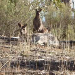 Macropus giganteus (Eastern Grey Kangaroo) at Hughes Grassy Woodland - 28 Aug 2018 by JackyF