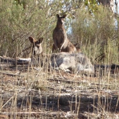 Macropus giganteus (Eastern Grey Kangaroo) at Hughes Grassy Woodland - 28 Aug 2018 by JackyF