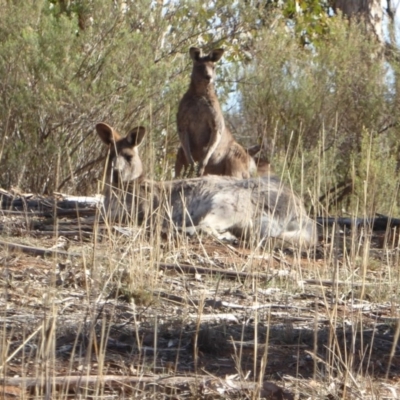 Macropus giganteus (Eastern Grey Kangaroo) at Hughes, ACT - 28 Aug 2018 by JackyF