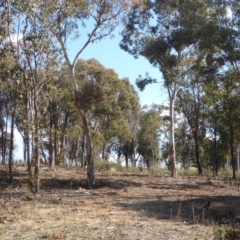 Macropus giganteus at Hughes, ACT - 28 Aug 2018 02:35 PM