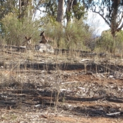 Macropus giganteus at Hughes, ACT - 28 Aug 2018 02:35 PM