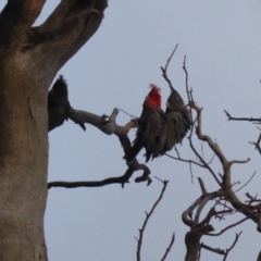 Callocephalon fimbriatum (Gang-gang Cockatoo) at Red Hill to Yarralumla Creek - 27 Aug 2018 by JackyF