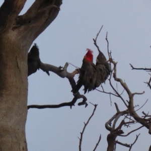 Callocephalon fimbriatum at Hughes, ACT - suppressed