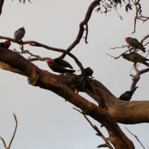 Callocephalon fimbriatum at Hughes, ACT - suppressed