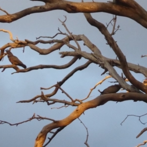 Callocephalon fimbriatum at Hughes, ACT - suppressed