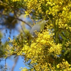 Zosterops lateralis (Silvereye) at Deakin, ACT - 29 Aug 2018 by JackyF