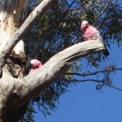 Eolophus roseicapilla (Galah) at Red Hill Nature Reserve - 28 Aug 2018 by JackyF