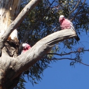 Eolophus roseicapilla at Hughes, ACT - 28 Aug 2018