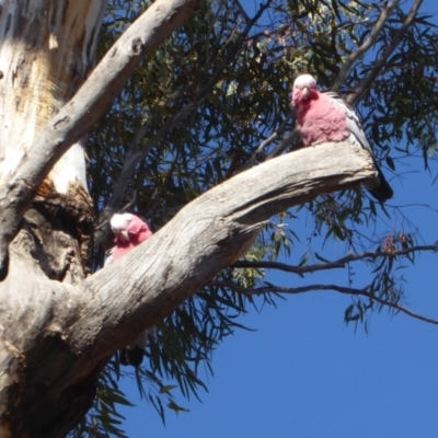 Eolophus roseicapilla (Galah) at Red Hill Nature Reserve - 28 Aug 2018 by JackyF