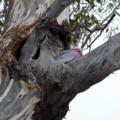 Eolophus roseicapilla at Hughes, ACT - 28 Aug 2018