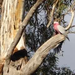 Eolophus roseicapilla at Hughes, ACT - 28 Aug 2018