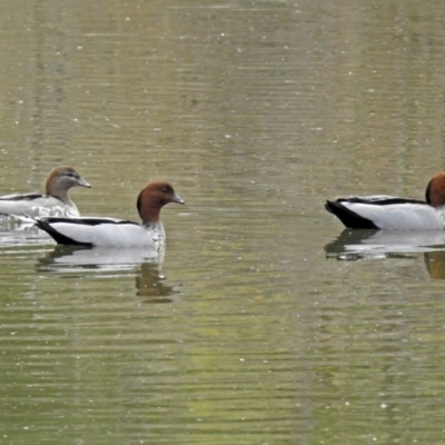 Chenonetta jubata (Australian Wood Duck) at Fyshwick, ACT - 30 Aug 2018 by RodDeb