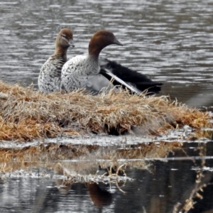 Chenonetta jubata at Fyshwick, ACT - 30 Aug 2018 01:18 PM