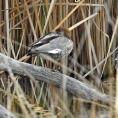 Chenonetta jubata at Fyshwick, ACT - 30 Aug 2018 01:18 PM