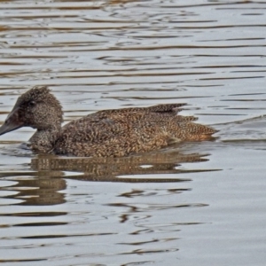 Stictonetta naevosa at Fyshwick, ACT - 30 Aug 2018