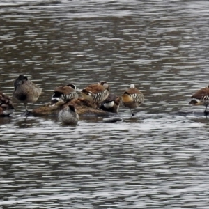 Stictonetta naevosa at Fyshwick, ACT - 30 Aug 2018