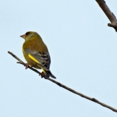 Chloris chloris (European Greenfinch) at Fyshwick, ACT - 30 Aug 2018 by RodDeb
