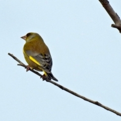 Chloris chloris (European Greenfinch) at Fyshwick, ACT - 30 Aug 2018 by RodDeb