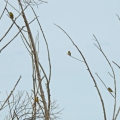 Chloris chloris at Fyshwick, ACT - 30 Aug 2018 12:58 PM