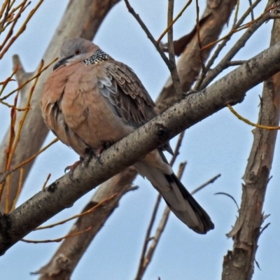 Spilopelia chinensis (Spotted Dove) at Jerrabomberra Wetlands - 30 Aug 2018 by RodDeb