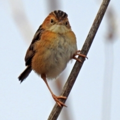 Cisticola exilis (Golden-headed Cisticola) at Fyshwick, ACT - 30 Aug 2018 by RodDeb