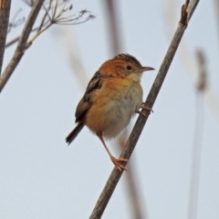 Cisticola exilis at Fyshwick, ACT - 30 Aug 2018