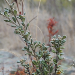 Phebalium squamulosum subsp. ozothamnoides (Alpine Phebalium, Scaly Phebalium) at Greenway, ACT - 20 Aug 2018 by MichaelBedingfield