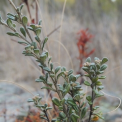 Phebalium squamulosum subsp. ozothamnoides (Alpine Phebalium, Scaly Phebalium) at Greenway, ACT - 20 Aug 2018 by michaelb