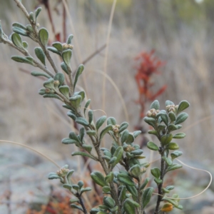 Phebalium squamulosum subsp. ozothamnoides at Greenway, ACT - 20 Aug 2018 06:56 PM