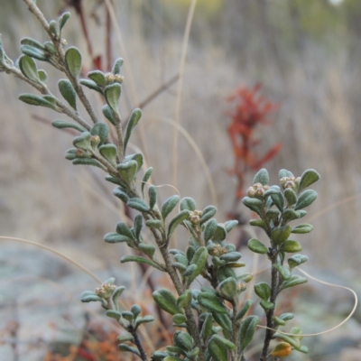 Phebalium squamulosum subsp. ozothamnoides (Alpine Phebalium, Scaly Phebalium) at Greenway, ACT - 20 Aug 2018 by MichaelBedingfield